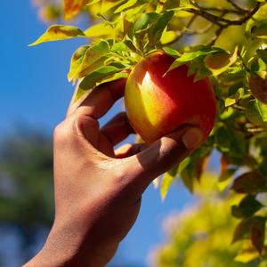 Appealing Apricot (feat. Pilogram Stylze)