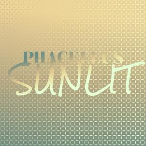Phacellus Sunlit