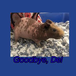 Goodbye, Del