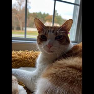 Tune (feat. Dogz) (Explicit)