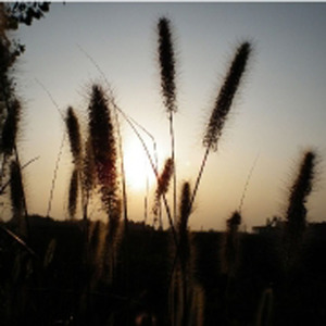 落雁知秋 - 世外人家