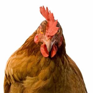 CHICKEN GIZZARD (feat. FUXKPANDA) (Explicit)