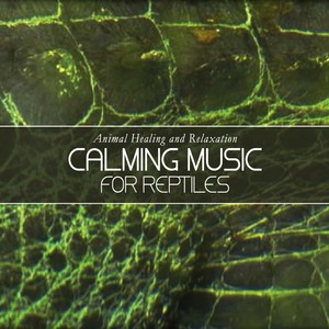 Calming Music for Reptiles