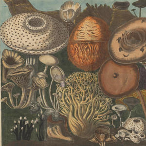 Feedback Loop(feat. Paul Stamets)