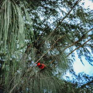 Lost Generation (Explicit)