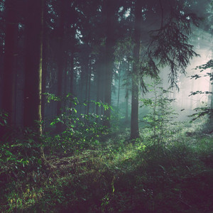 Calm Forest
