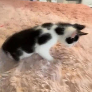 ##doomsday1994 (Explicit)