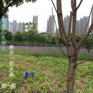 简单是福 (美文版)封面