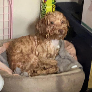 Shark Tooth (Explicit)