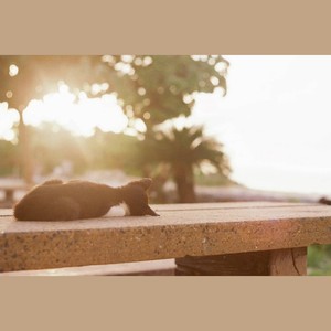 方圆几里  cover (吉他版)