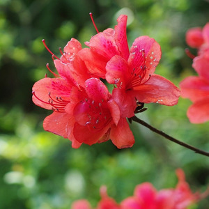 那一朵映山红 (Demo)