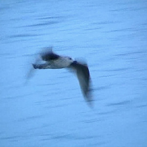 Cormorán (Versión)