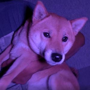 Shiba Inu Freestyle (feat. 89xc) [Explicit]