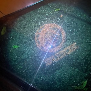 Big steppa (feat. K4GA & Dareal Jk) (Explicit)