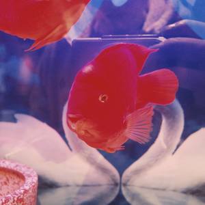 明堂唱片-李丁丁 - 大吉大鲤 (c a t A K U Remix)