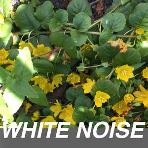 White Noise Appliances