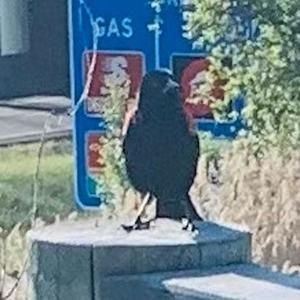 Sunday Drive (Explicit)