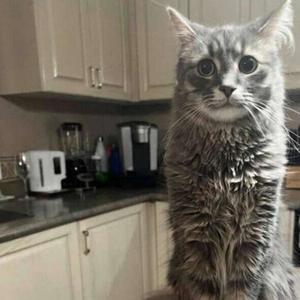 Makeup (feat. mopearound & sinefelt) (Explicit)