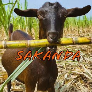 Sakanda (Explicit)