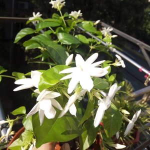 迎来百花香