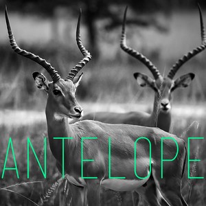 Antelope (Hugo F Deep House Cut)