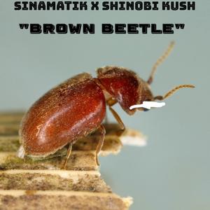 Brown Beetle (feat. Shinobi Kush)