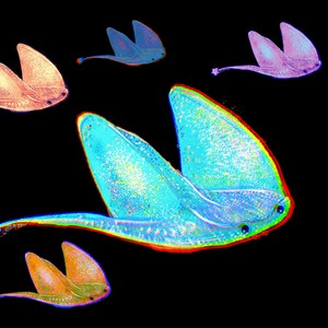 Submarine (live session|Explicit)