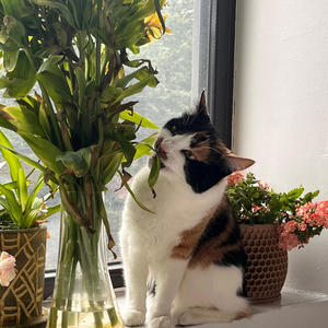 Take Ur Vibes and Geaux (feat. Blvck Svm) (Explicit)