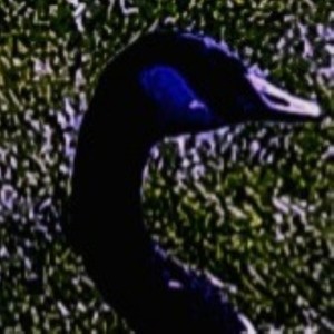 The Flock(feat. Aileen Henderson) (Explicit)