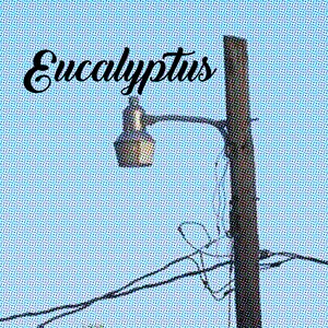 Eucalyptus