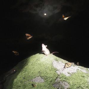 YeahAlright! (Explicit)