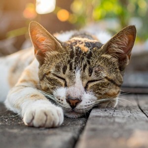 Melodías De Ronroneo Tranquilo