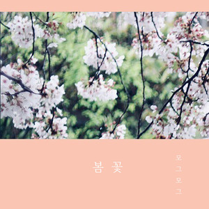 봄꽃 (Cherry Blossom)