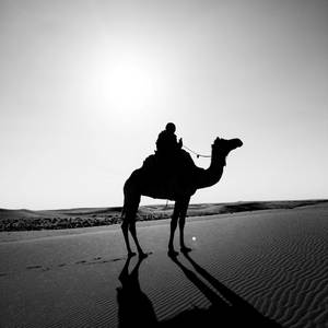 Cool Camel (Explicit)