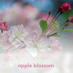 Apple Blossom