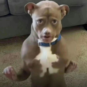 Ms.BobbyBob (feat. Rpuprackzz & Baby.vee) (Explicit)