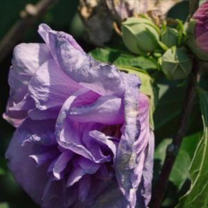 No Regret (Explicit)