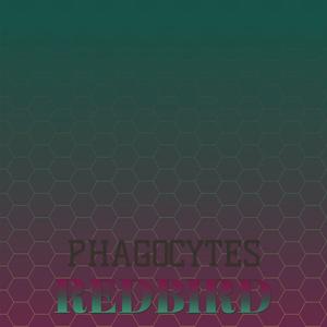 Phagocytes Redbird