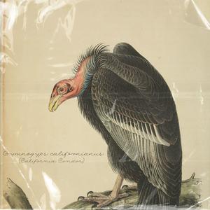 California Condor (Explicit)