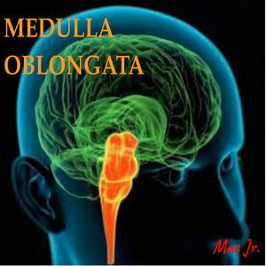 Medulla Obongata (Explicit)