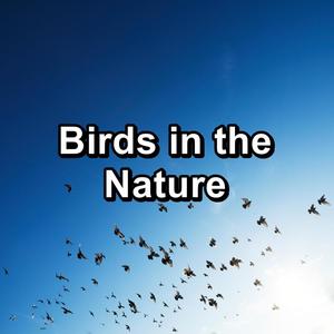 Birds in the Nature