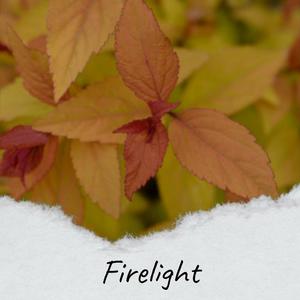 Firelight