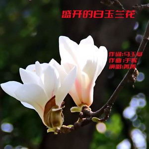 盛开的白玉兰花