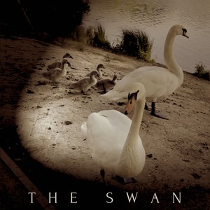 The Swan