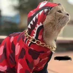 HOT BOY DEZZY (Explicit)