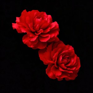 The Creator - PRINCESS