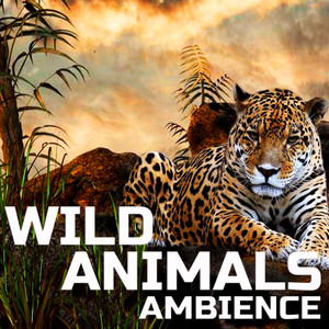 Soothing Wild Animals Soundscapes