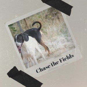 Chase the Fields