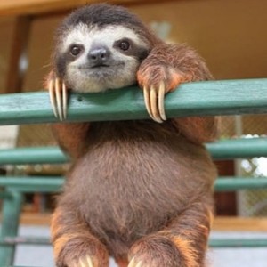 树懒跑得快 合唱Bailey, Yakecan, Keke, 魏什么 (Single Version)