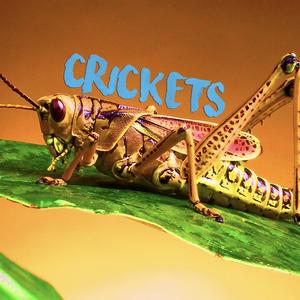 Crickets